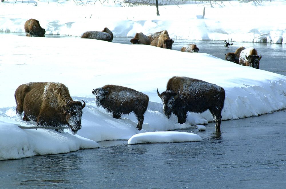 USA | Rocky Mountains - Winterzauber im Yellowstone-Nationalpark